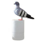 Original Soap Dispenser — Pigeon Shape 