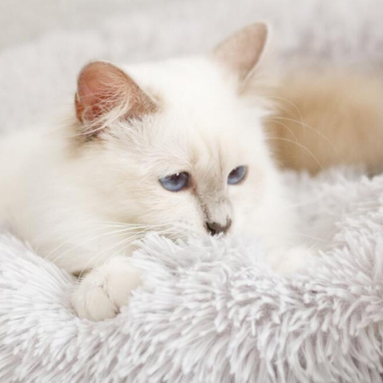Cesto Morbido per Gatti - Ultra Morbido 
